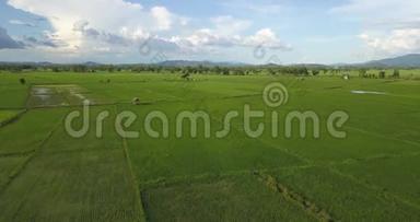 空中拍摄亚洲稻田美丽的雨天和绿色的稻田